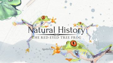 Red-Eyed-Frog-banner-3.jpg