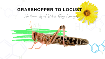 2022-Grasshopper-to-Loocust-2.png