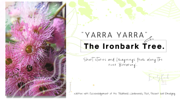 Yarra-Yarra-The-Ironbark-Tree.-1.png