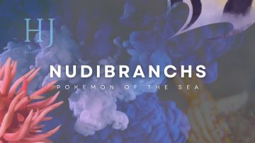 Page-1-Nudibranch-Banner-jpg.jpg